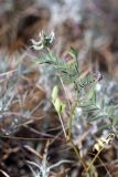 Astragalus campylotrichus. Верхушка плодоносящего растения. Южный Казахстан, восточная граница пустыни Кызылкум. 07.05.2013.