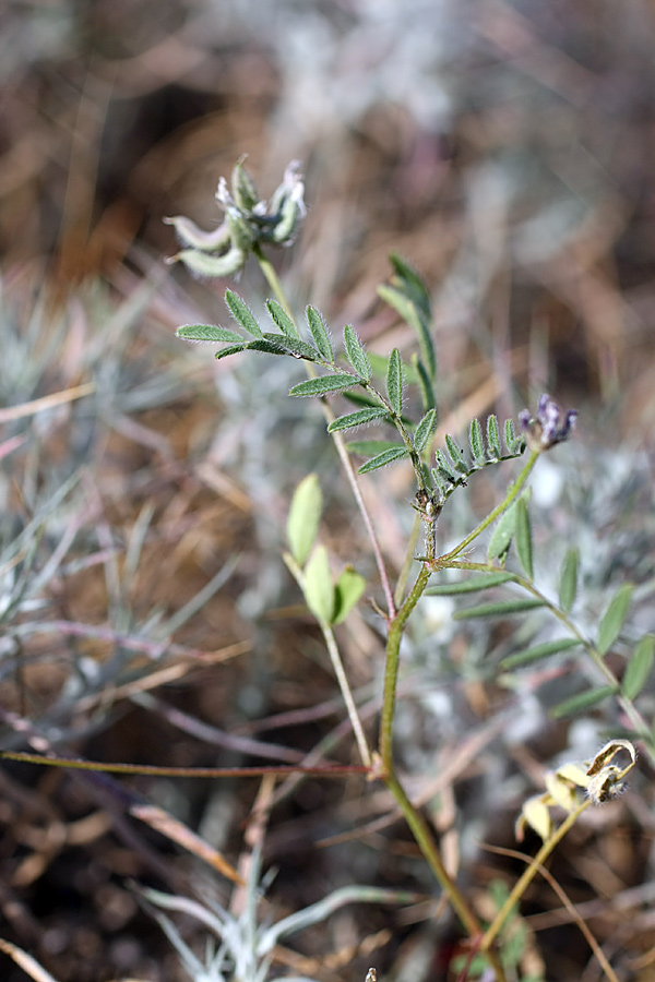 Изображение особи Astragalus campylotrichus.