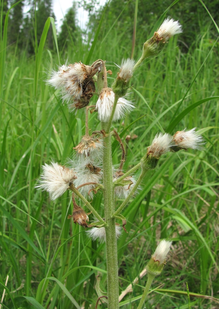 Изображение особи Petasites frigidus.