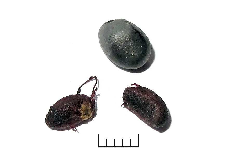 Image of Ligustrum yezoense specimen.