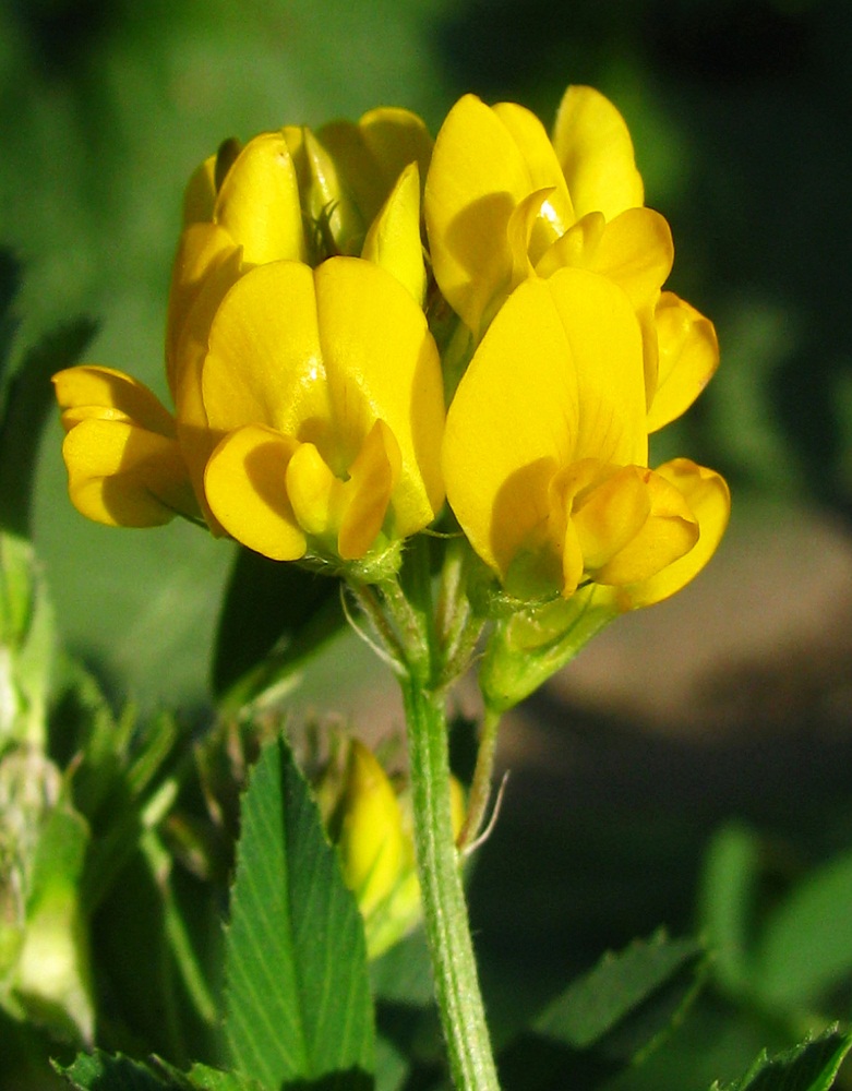 Image of Medicago romanica specimen.