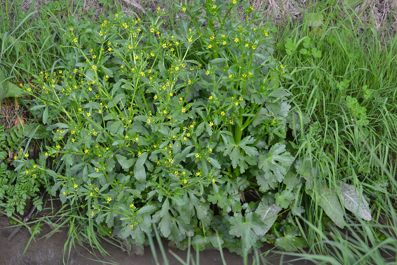 Изображение особи Ranunculus sceleratus.