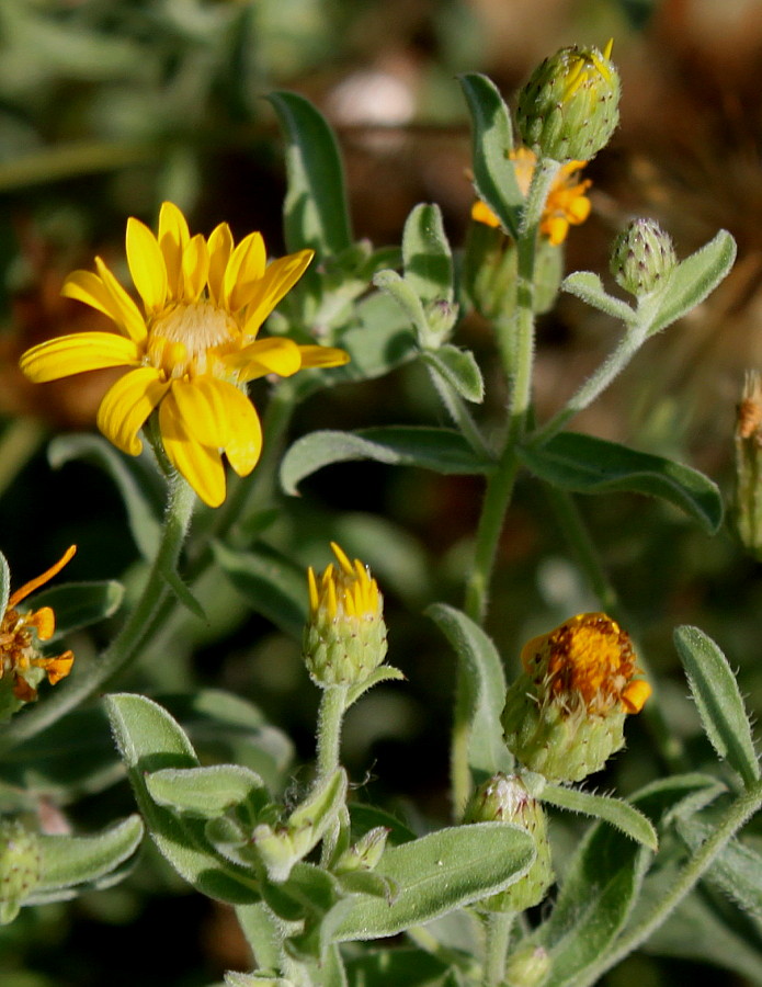 Изображение особи Heterotheca villosa.