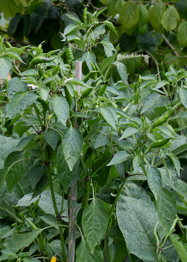 Изображение особи Capsicum annuum.