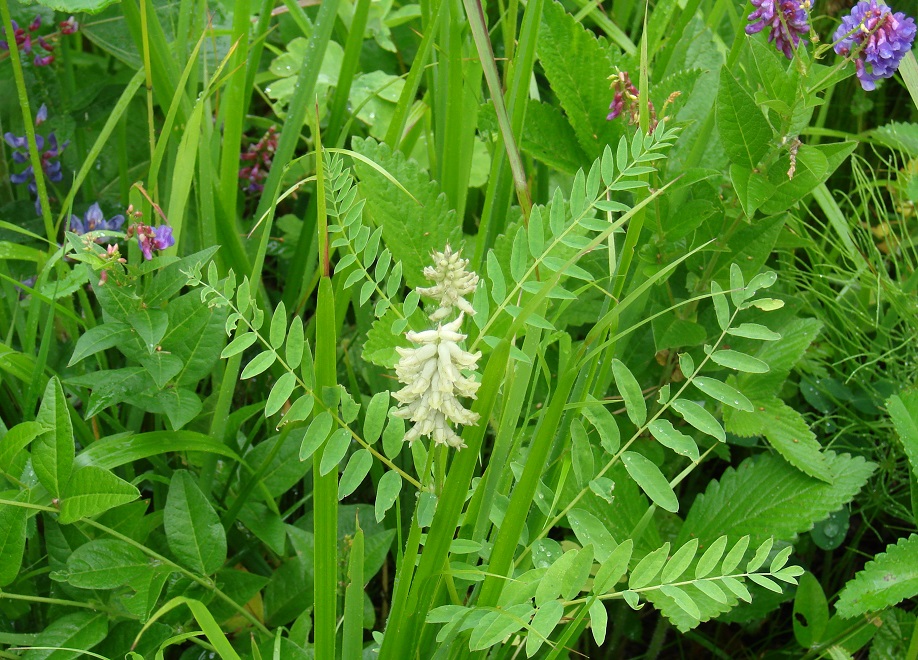 Image of Astragalus uliginosus specimen.