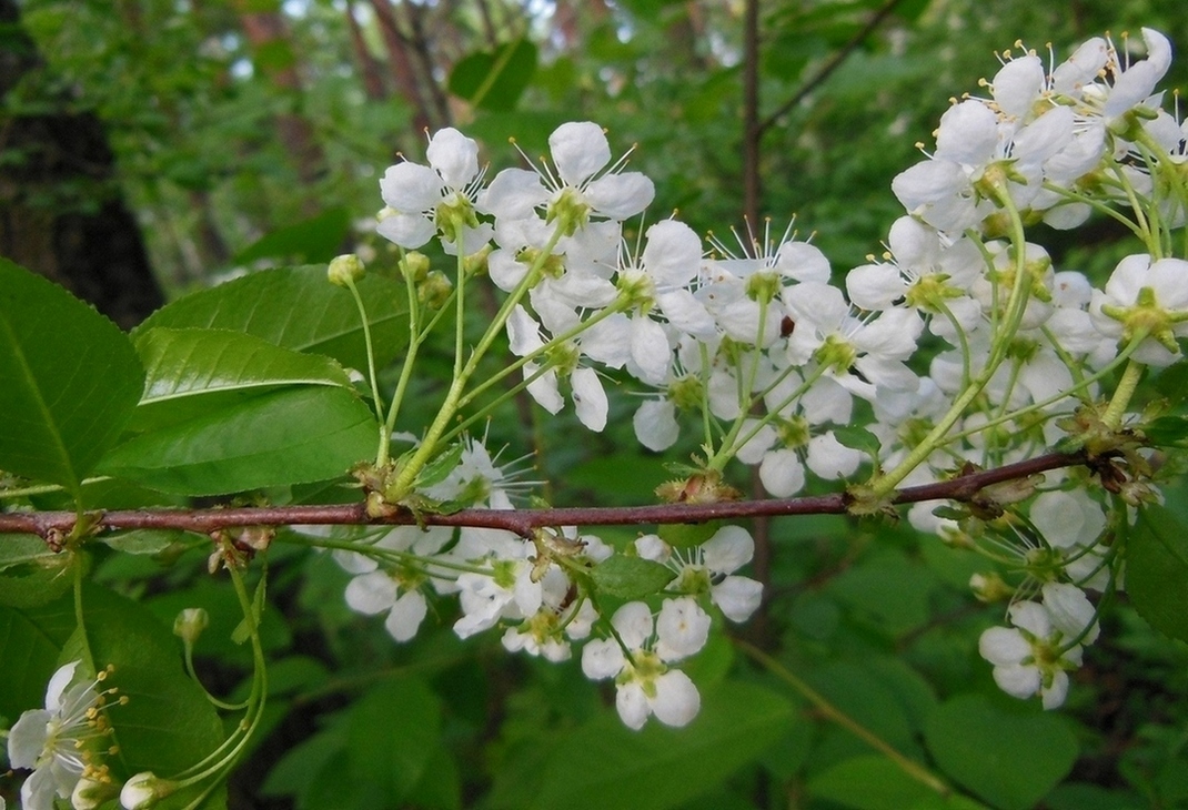 Изображение особи Cerasus pensylvanica.