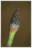Equisetum hyemale. Спороносный колосок (стробил). Республика Татарстан, Волжско-Камский заповедник. 29.06.2009.