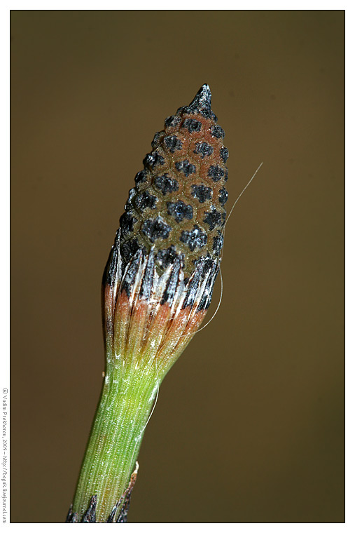 Image of Equisetum hyemale specimen.