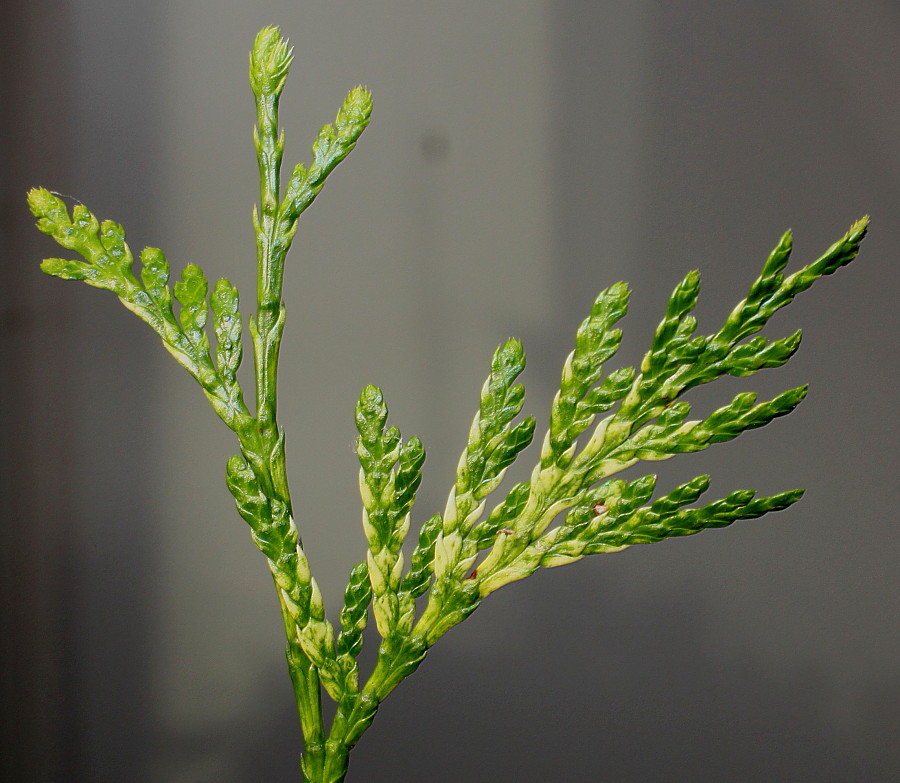 Image of Thuja plicata specimen.