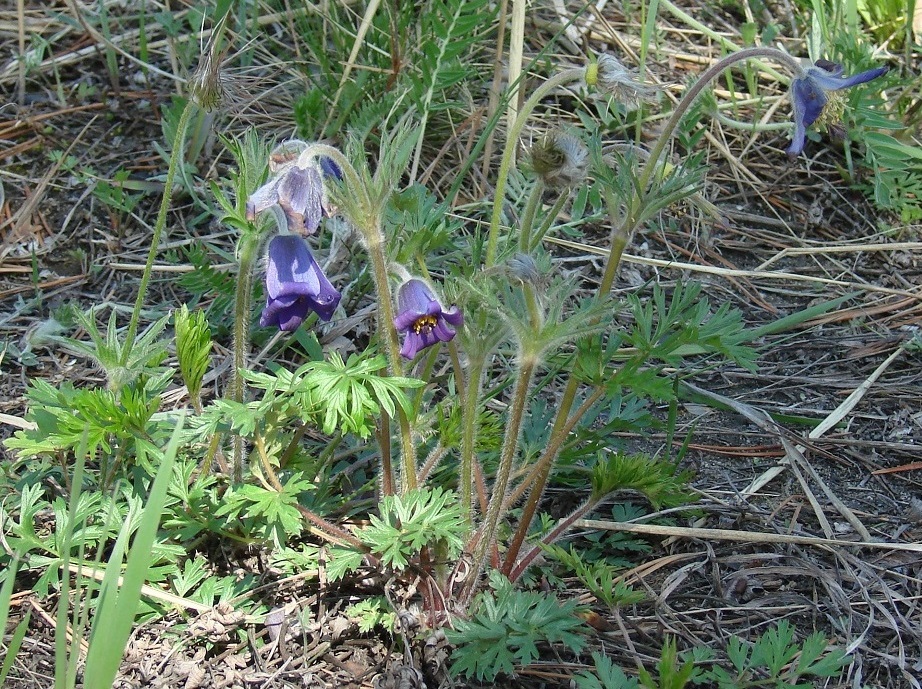 Изображение особи Pulsatilla regeliana.