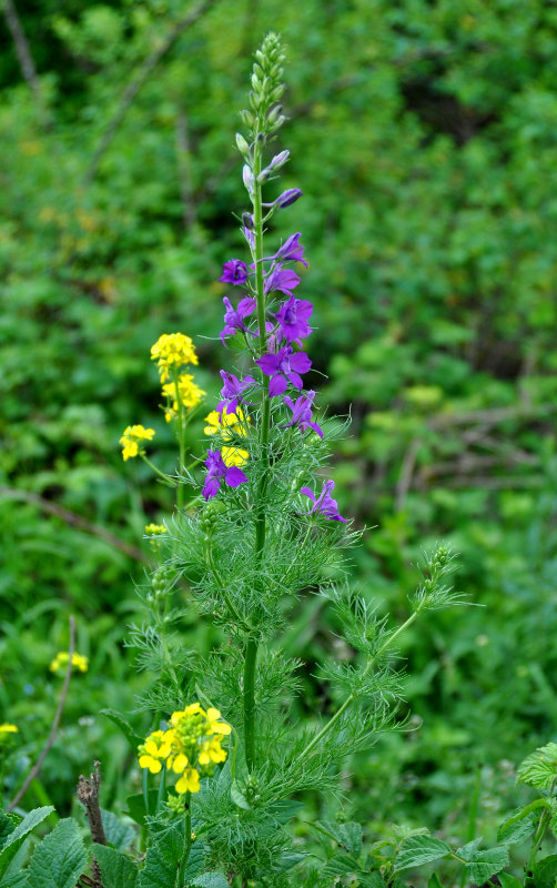 Изображение особи Delphinium hispanicum.