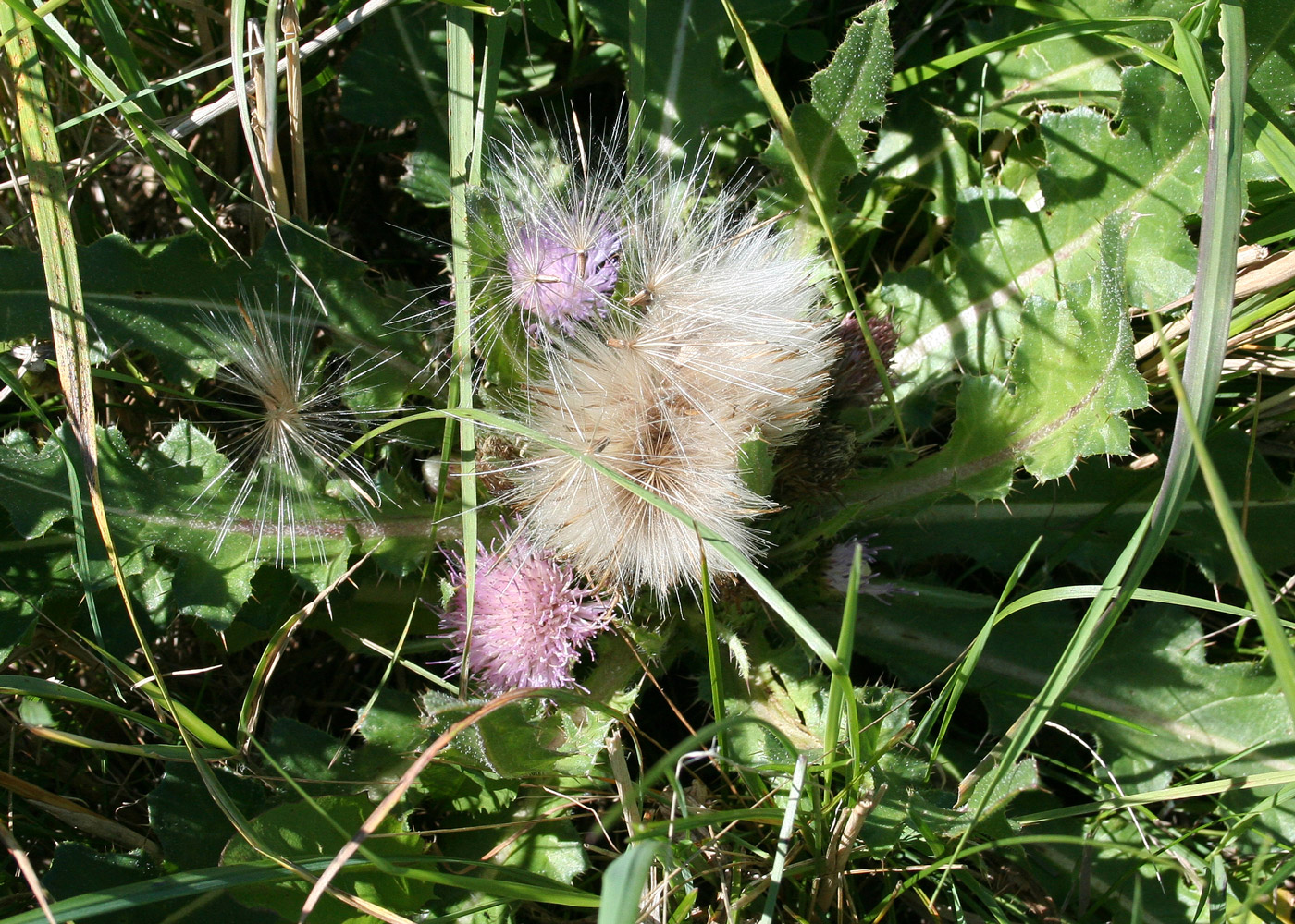 Image of Cirsium esculentum specimen.