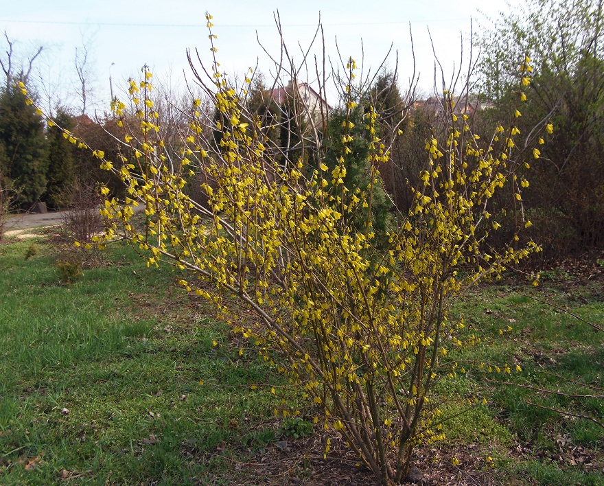 Изображение особи Forsythia europaea.