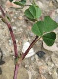 Medicago rigidula. Часть побега. Крым, окр. Феодосии, Курортное, газон пансионата \"Крымское Приморье\". 8 апреля 2014 г.