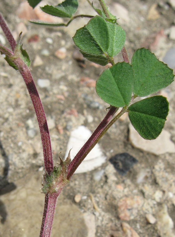 Изображение особи Medicago rigidula.