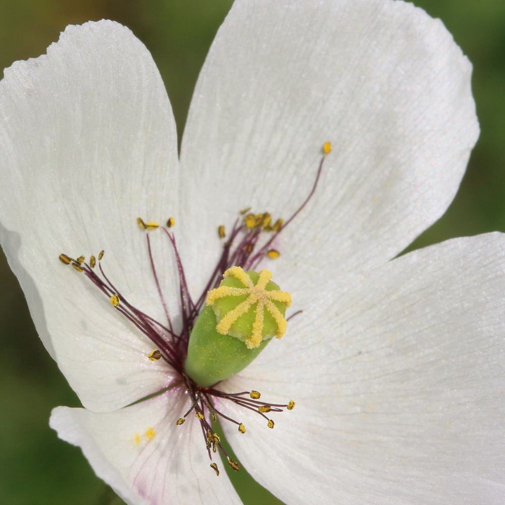 Image of Papaver albiflorum specimen.