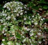 Saxifraga rotundifolia