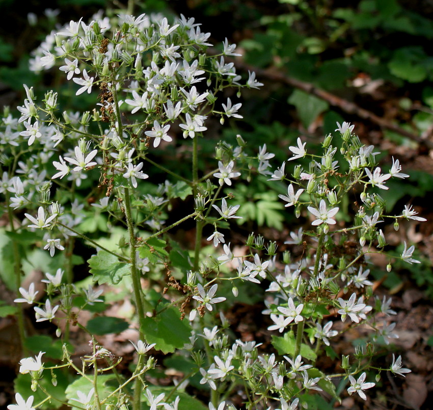 Изображение особи Saxifraga rotundifolia.