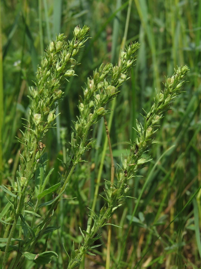 Image of Veronica prostrata specimen.