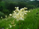 Filipendula vulgaris. Соцветие. Ставропольский край, г. Кисловодск, парк, луг на склоне горы (43°53′27,94″ с.ш., 42°43′58,45″ в.д.). 02.06.2014.