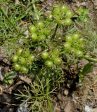 Coriandrum sativum. Плодоносящее растение с невызревшими плодами. Германия, г. Дюссельдорф, Ботанический сад университета. 02.06.2014.
