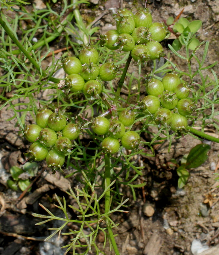 Изображение особи Coriandrum sativum.