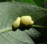 Salix gmelinii