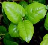 Gaultheria shallon. Верхушка побега с молодыми листьями. Германия, г. Дюссельдорф, Ботанический сад университета. 02.06.2014.