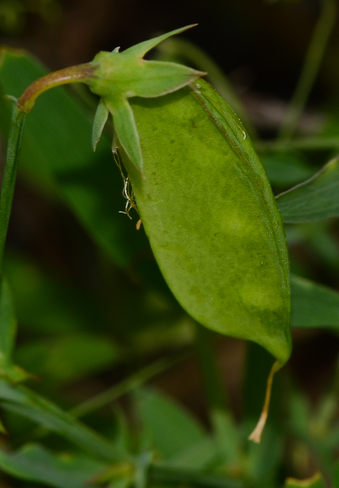 Изображение особи Lathyrus marmoratus.