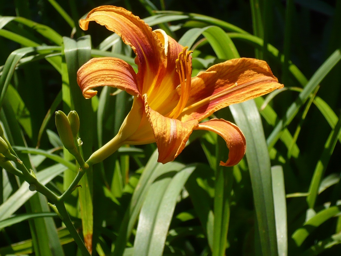 Изображение особи Hemerocallis fulva.