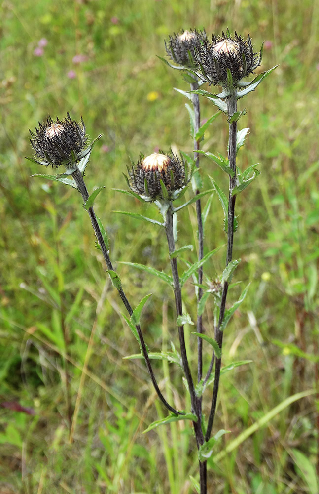 Image of Carlina intermedia specimen.