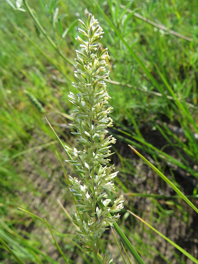 Image of Koeleria glauca specimen.