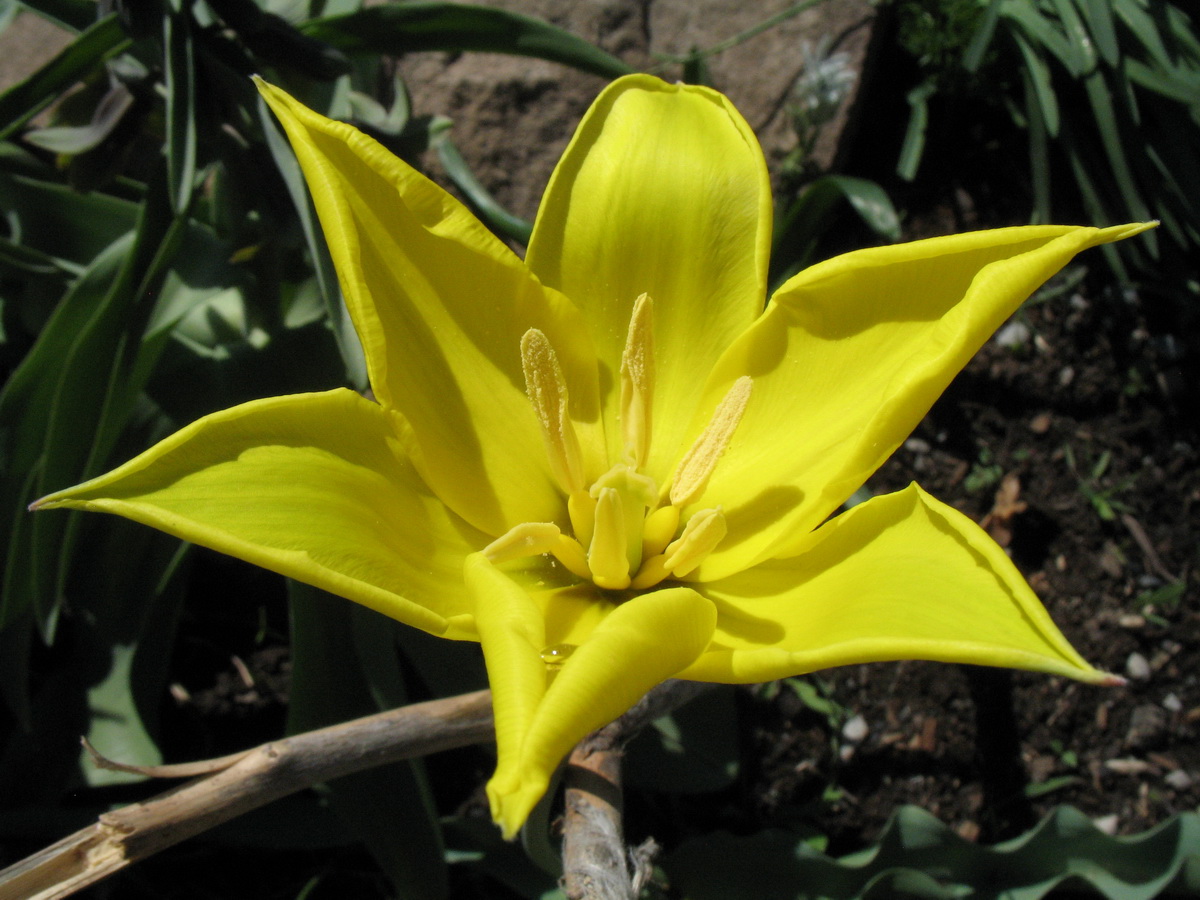 Image of Tulipa brachystemon specimen.