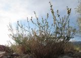 Astragalus puberulus