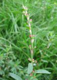 Polygonum arenastrum. Верхушка побега с цветками. С-Петербург, 6 сентября 2008 г.