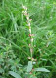 Polygonum arenastrum