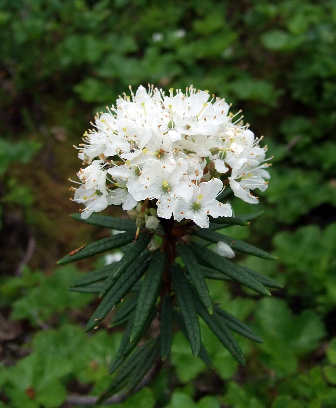Image of Ledum palustre specimen.