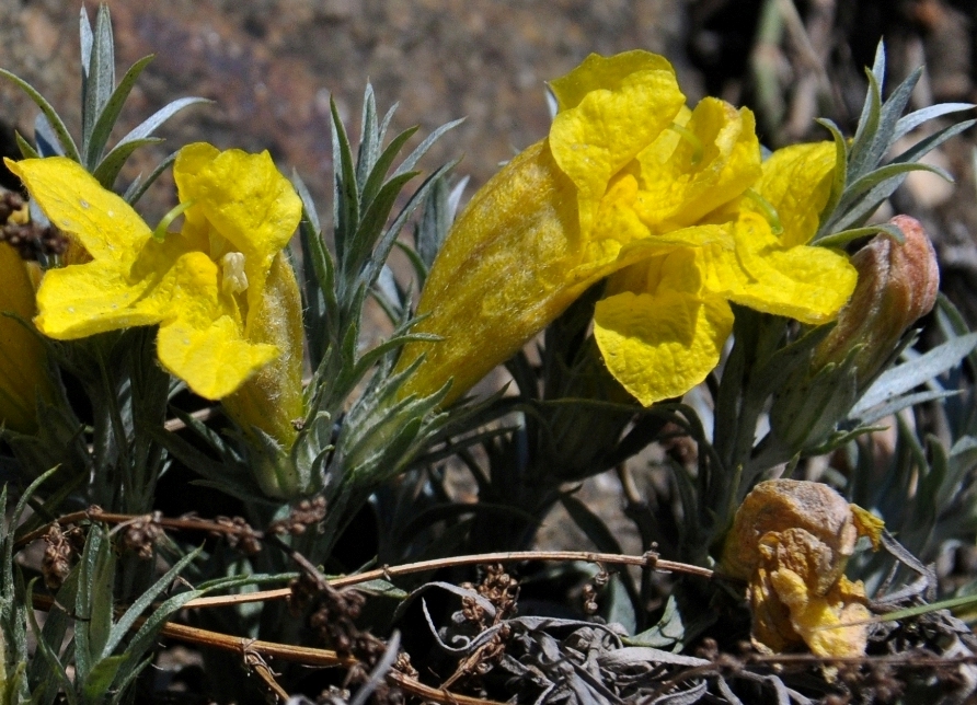 Image of Cymbaria daurica specimen.