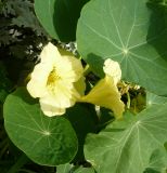 Tropaeolum majus