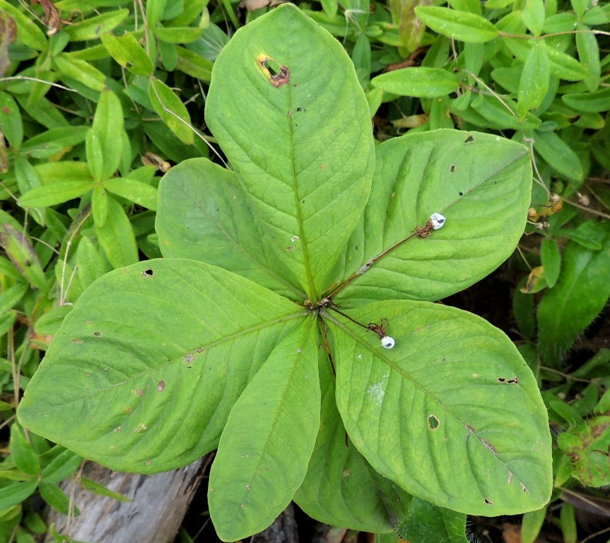 Изображение особи Trientalis europaea.