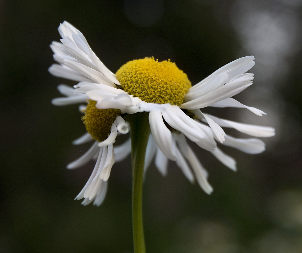 Image of Tripleurospermum subpolare specimen.