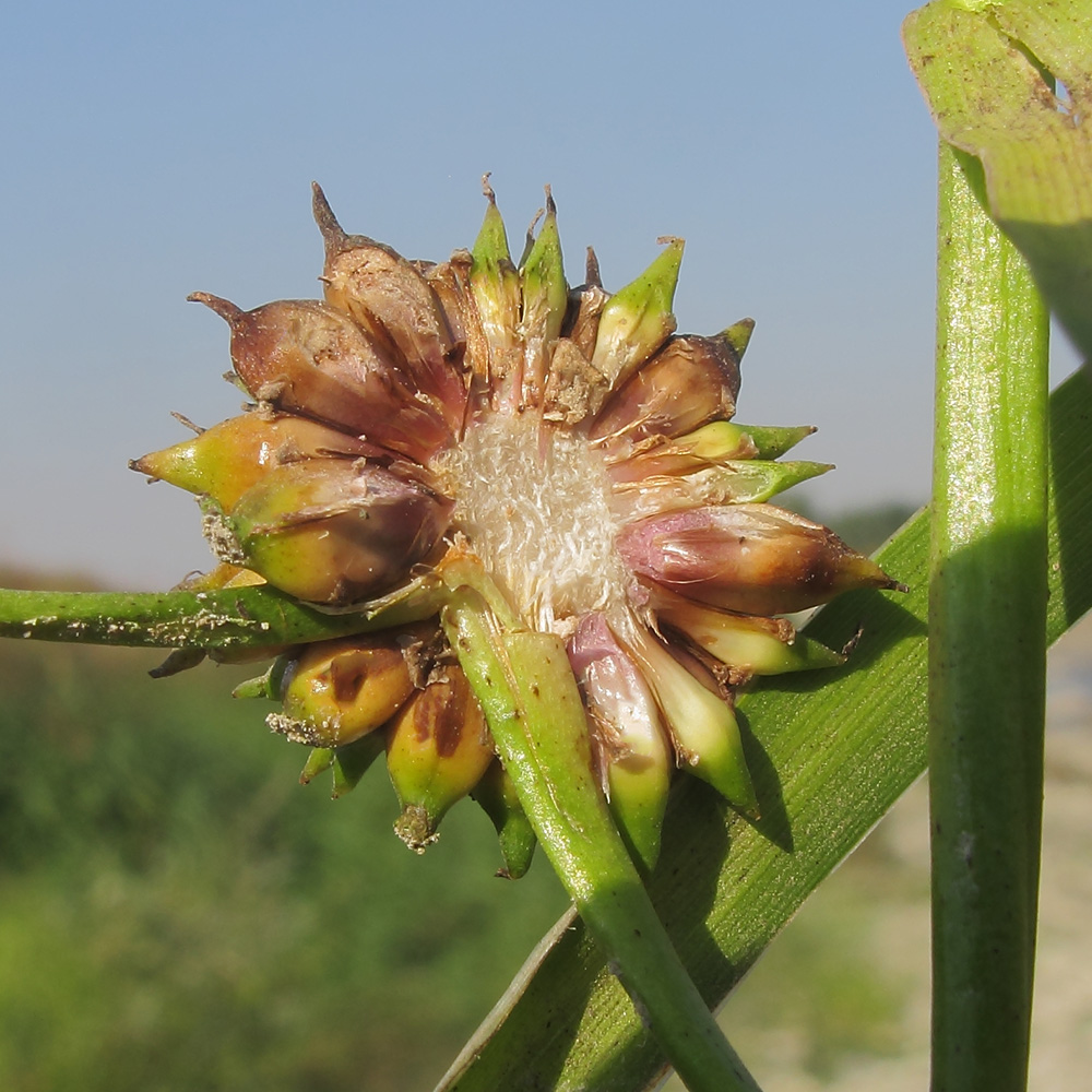 Image of Sparganium stoloniferum specimen.