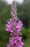 Lythrum salicaria. Верхняя часть соцветия. Германия, г. Дюссельдорф, Ботанический сад университета. 05.09.2014.