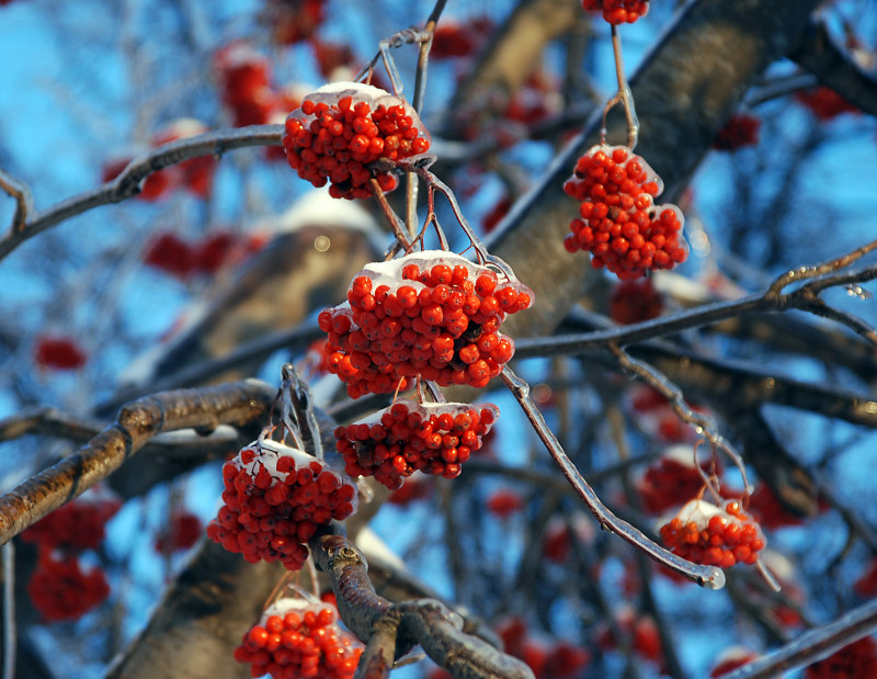 Image of Sorbus aucuparia specimen.