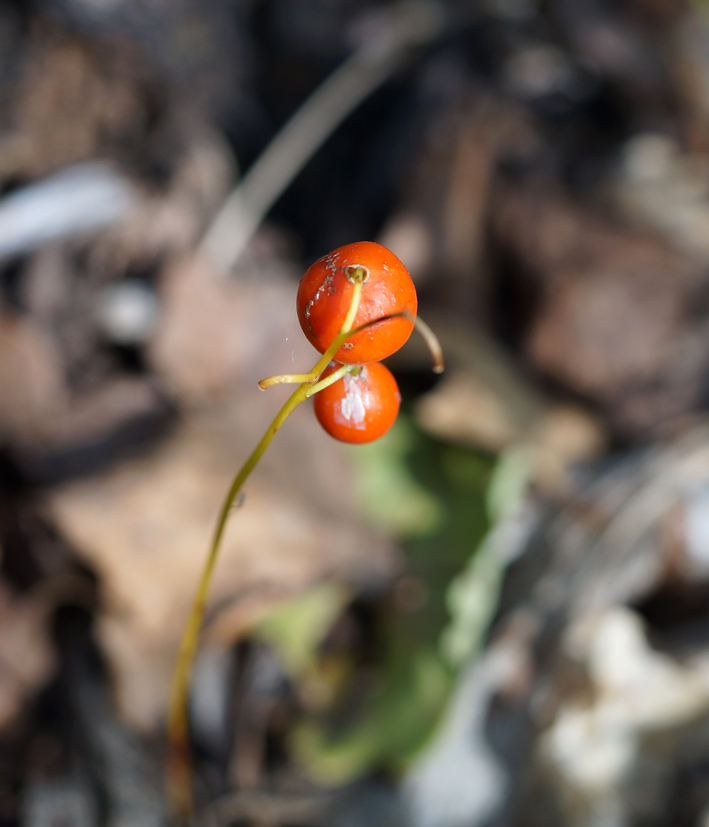 Изображение особи Convallaria keiskei.