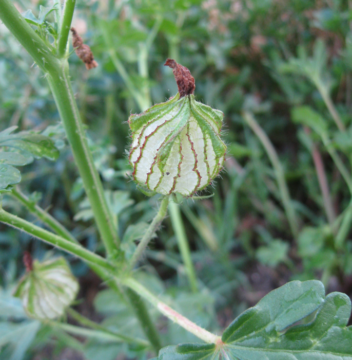 Изображение особи Hibiscus trionum.