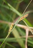 Carex hirta