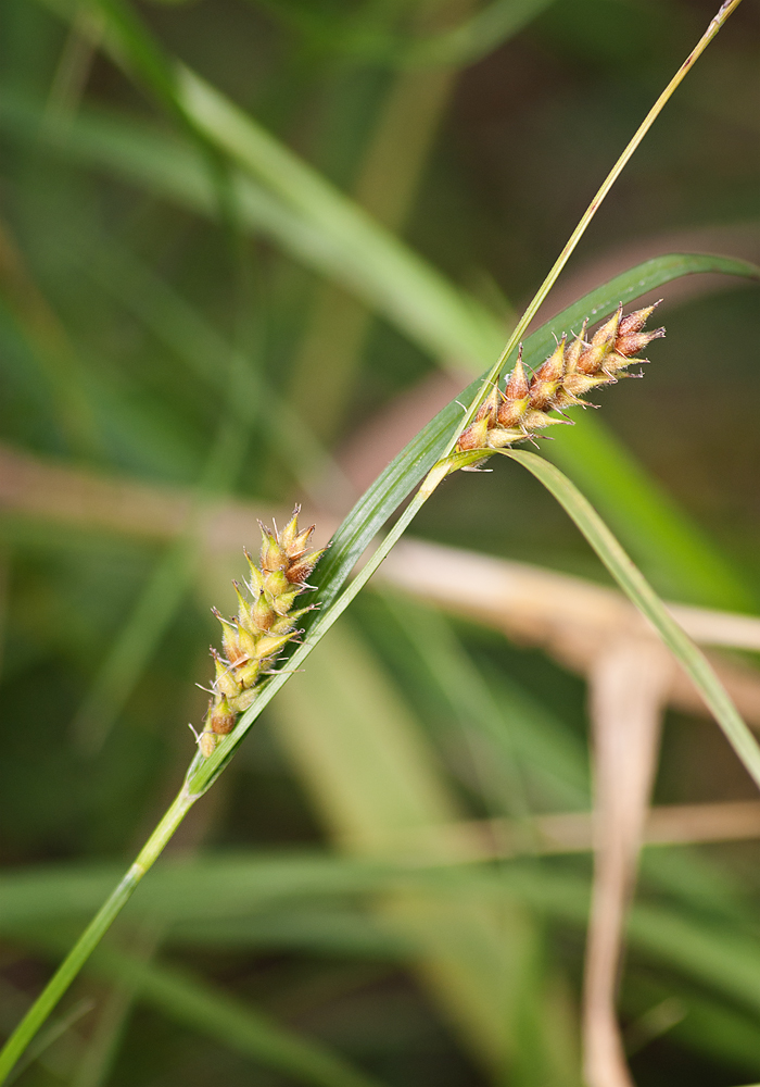 Image of Carex hirta specimen.