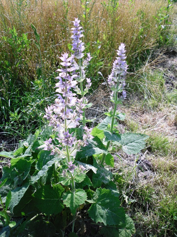 Image of Salvia sclarea specimen.