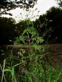 Bidens bipinnata